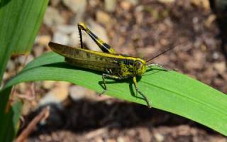 The Lesson of the Locusts